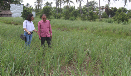 Nhà máy chiết xuất tinh dầu sả hoạt động với công xuất 8-10 tấn lá sả/ngày.