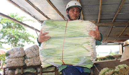 Dự án góp phần nâng cao giá trị cây sả.