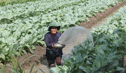 Mô hình trồng rau an toàn giúp thoát nghèo hiệu quả.