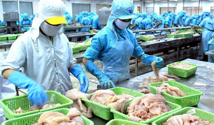 Chế biến cá basa xuất khẩu. Ảnh: Duy Khương/TTXVN