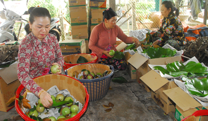Thị trường Hoa Kỳ đang phản hồi rất tốt đối với trái vú sữa.