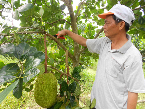 Một nhà vườn tại xã Cẩm Sơn chăm sóc vườn mít của mình.