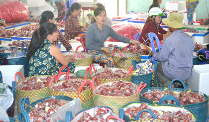 Vựa trái cây Đạt Thủy thu mua mận An Phước.