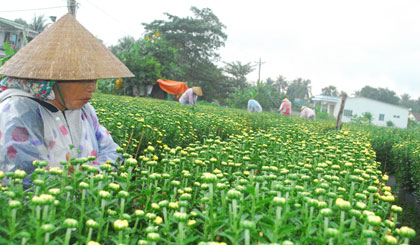 Nông dân dầm mưa chăm sóc hoa ở Làng hoa Mỹ Tho.