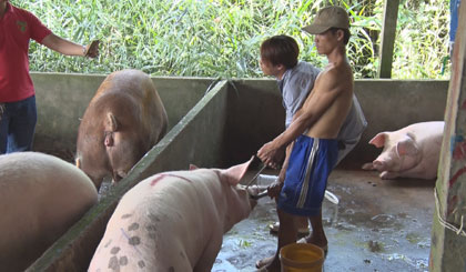 Đức và Cường đang bơm nước vào heo.