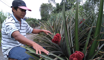 Ông Nguyễn Văn Tâm, ấp Mỹ Lộc, xã Thạnh Mỹ (huyện Tân Phước) khoe hình dáng khóm phụng trong vườn.