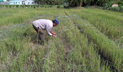 Bắt chim se sẻ dính vào bẫy lưới.