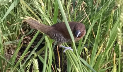 Chim se sẻ mồi ngơ ngác kiếm 