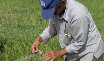 Những con chim se sẻ dính vào lưới đã cựa quậy trong tuyệt vọng.