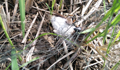 Một con chim se sẻ dính bẫy lưới và cựa quậy trong tuyệt vọng.