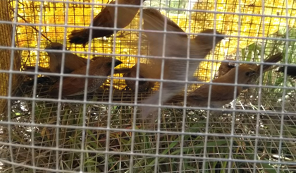 Đàn chim bị dính bẫy và bị nhốt trong chuồng của 