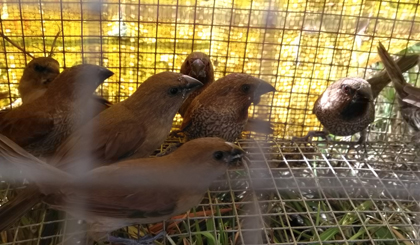 Đàn chim tìm đường thoát thân nhưng tuyệt vọng.