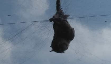 Một con chim cú mèo bị dính vào vẫy lưới trên cao.