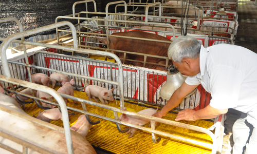 Một trang trại chăn nuôi ở huyện Chợ Gạo đang gầy đàn từ đàn heo nái của trang trại.