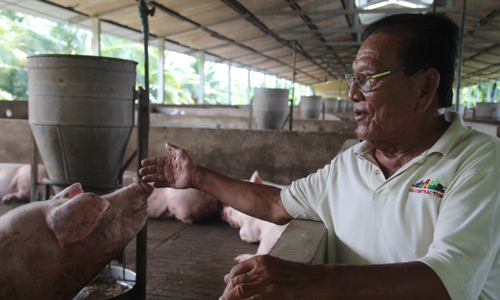 Ông Hai Chung bên đàn heo của mình.