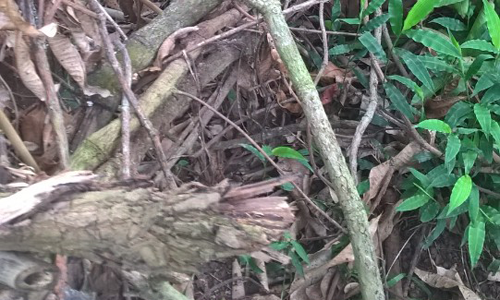 Người dân cho rằng, gia đình ông Sơn chuẩn bị số cây cối để bịt kín lối đi.