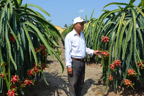 Diện tích trồng thanh long trên địa bàn tỉnh tăng nhanh tring thời gian gần đây.