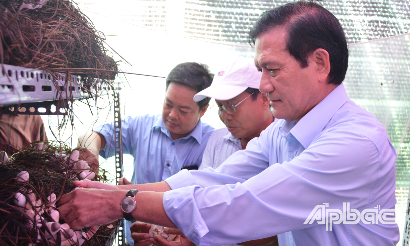 Thu hoạch nấm từ bã thải lá sả sau chiết suất tinh dầu tại huyện Tân Phú Đông.