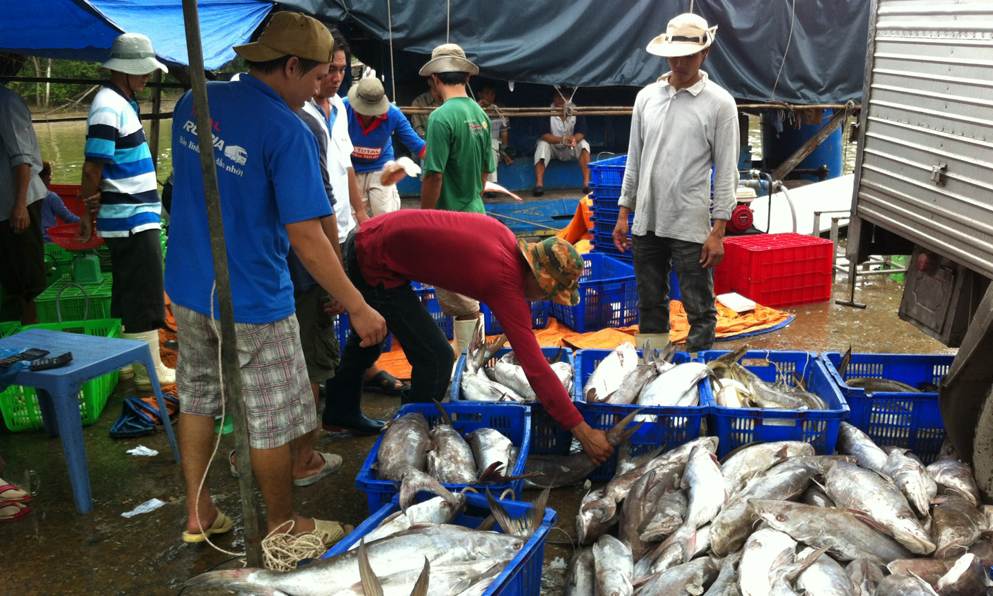 Thủy sản khai thác từ lưới rê hỗn hợp tại cảng cá Vàm Láng (huyện Gò Công Đông).