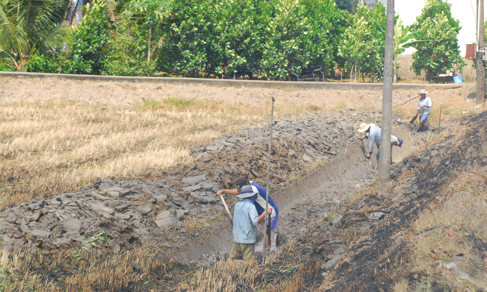 Người dân xã Phú Nhuận (huyện Cai Lậy) chuyển đổi từ đất lúa sang trồng cây ăn trái.