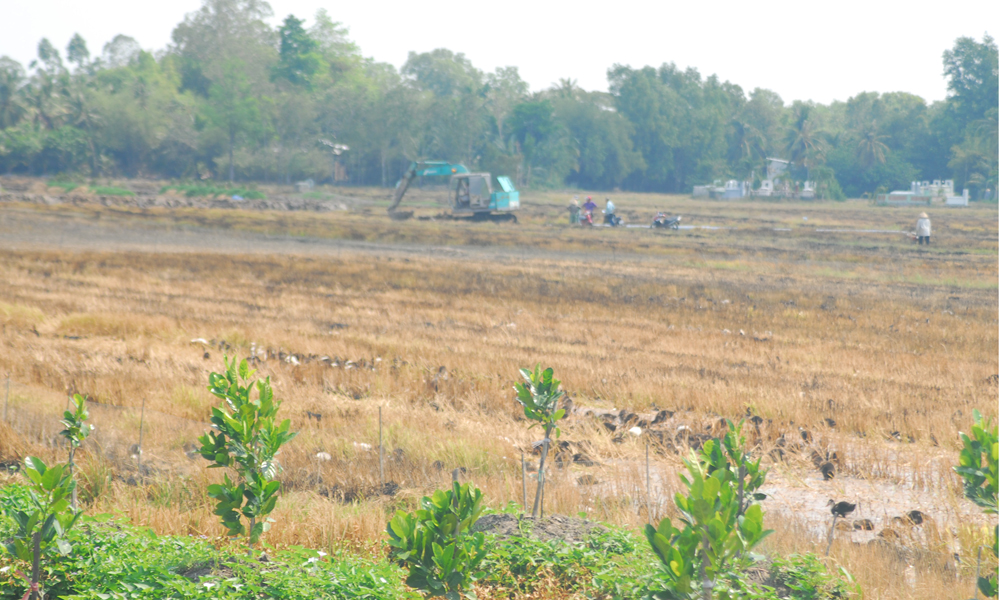 Người dân xã Phú Nhuận (huyện Cai Lậy) chuyển đổi diện tích trồng lúa sang cây ăn trái.