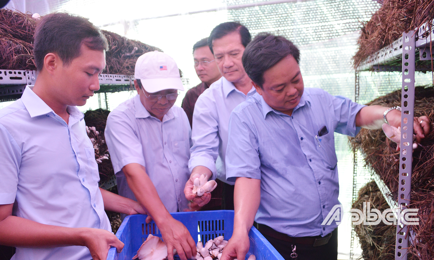 Dự án đã xây dựng các mô hình sản xuất giá thể và trồng nấm trong nhà.                                                      			                                                                                                                              Ảnh: TUẤN LÂM