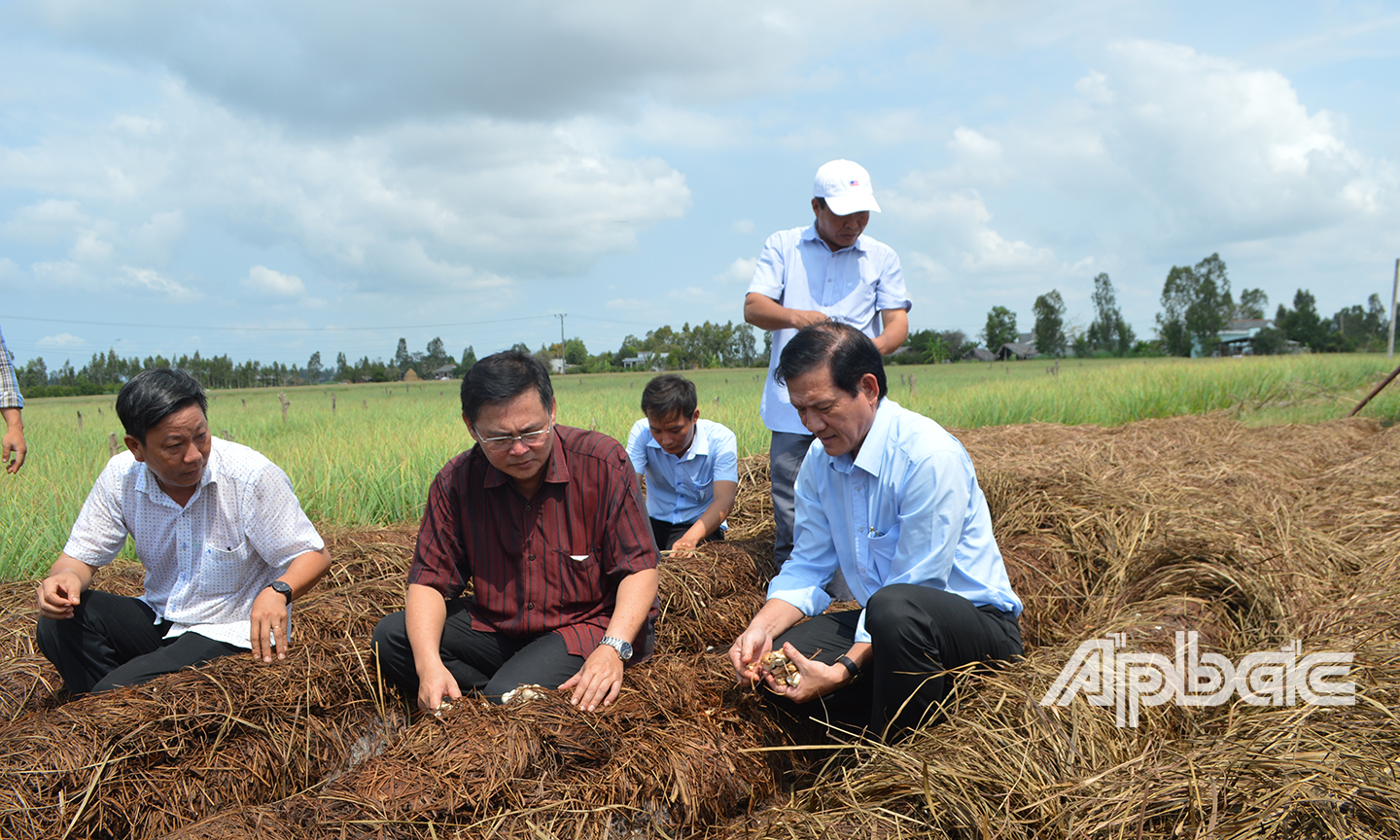Nấm được trồng trên giá thể bã sả.	Ảnh: TUẤN LÂM