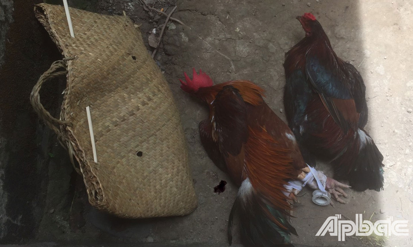 Tang vật bị thu giữ.