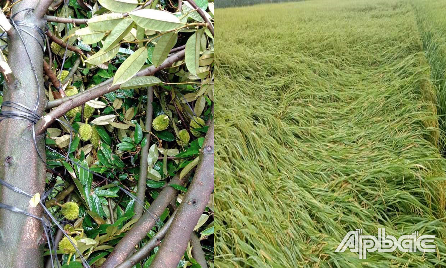 Cây Sầu Riêng và lúa bị ngã đỗ sau giông lốc.