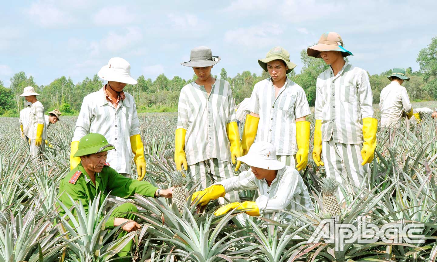 Cán bộ Trại giam Mỹ Phước hướng dẫn phạm nhân thu hoạch khóm.