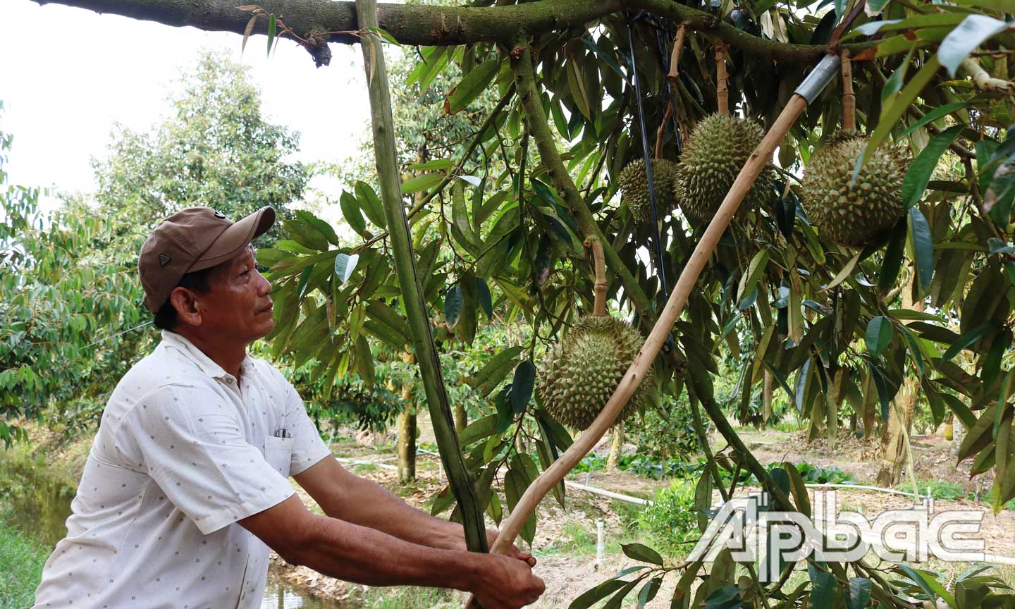 Thông qua các hoạt động hỗ trợ của các cấp Hội Nông dân tỉnh, nhiều hội viên nông dân đã phát triển kinh tế vườn hiệu quả. Ảnh: QUẾ NGÂN
