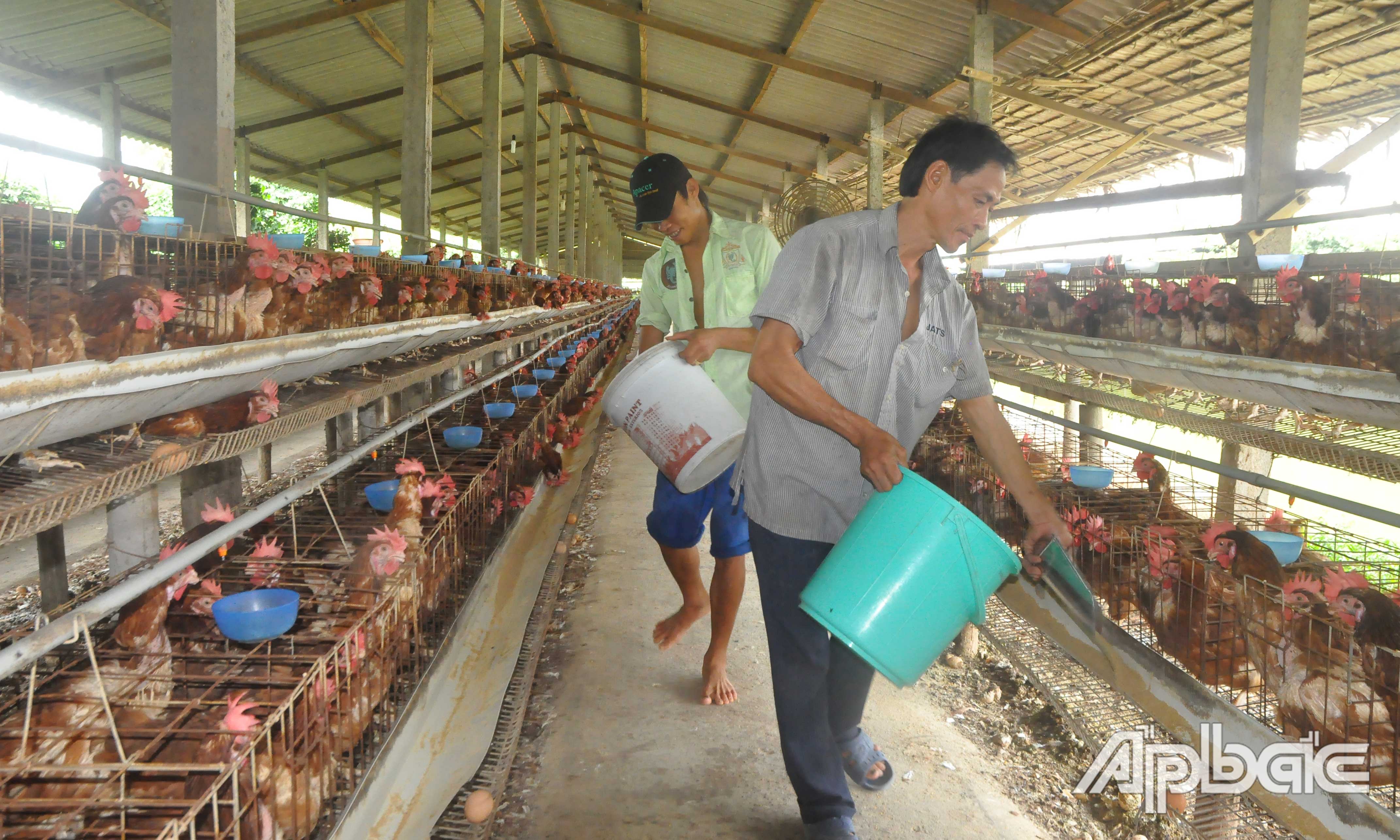 Người chăn nuôi gà đang bị thua lỗ do giá gà xuống thấp.