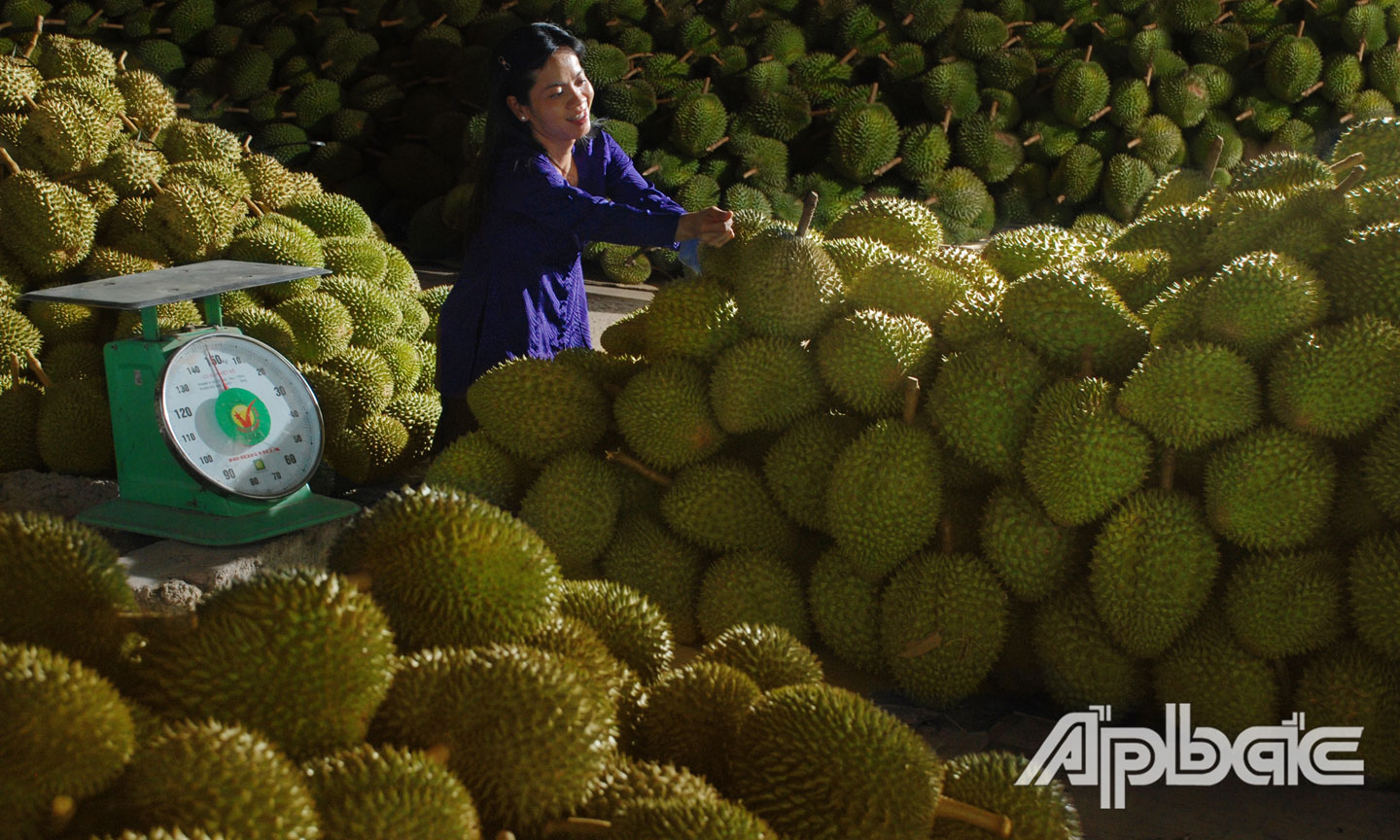 Giấy chứng nhận nhãn hiệu tập thể “Sầu riêng Cai Lậy” đã “mở lối” cho sản phẩm sầu riêng vươn đến thị trường các nước trên thế giới.	                                                                                               Ảnh:  CAO Lập đức