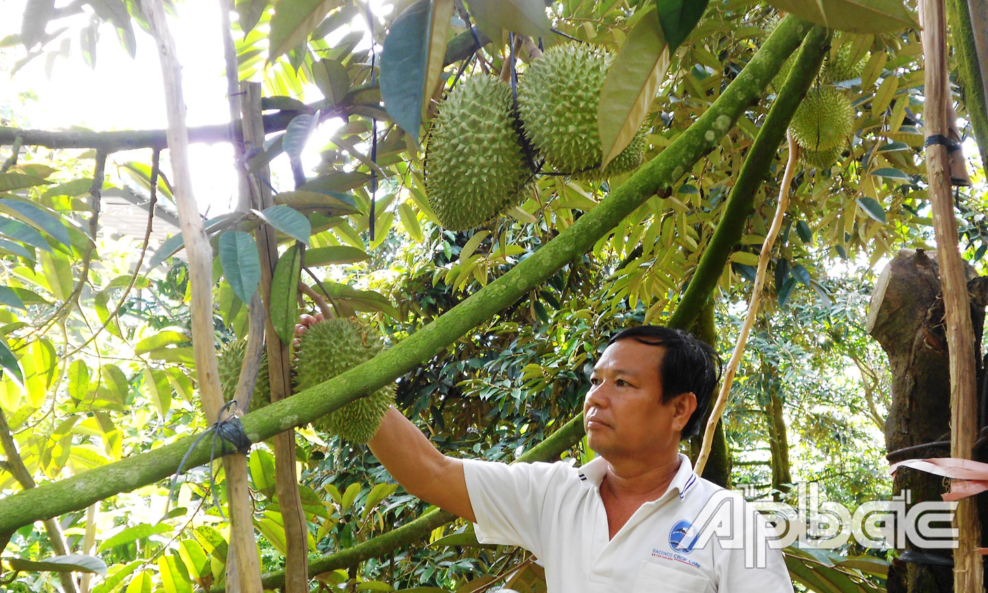 Nông dân chuyên canh sầu riêng trên địa bàn huyện Cai Lậy rất phấn khởi trước việc “Sầu riêng Cai Lậy” được cấp chứng nhận nhãn hiệu tập thể.