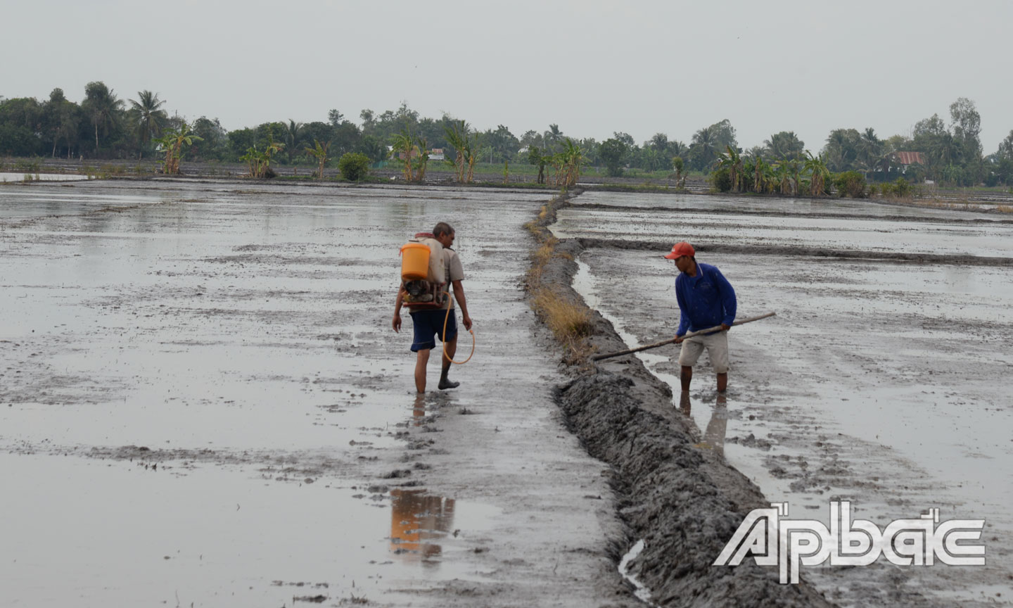 Người dân huyện Cái Bè vệ sinh đồng ruộng, phun thuốc trừ ốc bươu vàng để xuống giống lúa đông xuân 2019-2020.