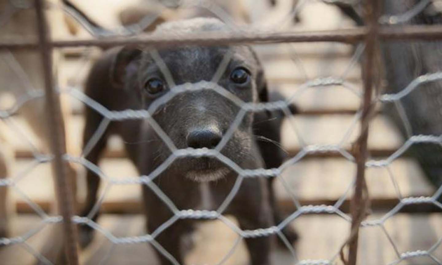 Ảnh minh họa. (Nguồn: newcastleherald.com.au)