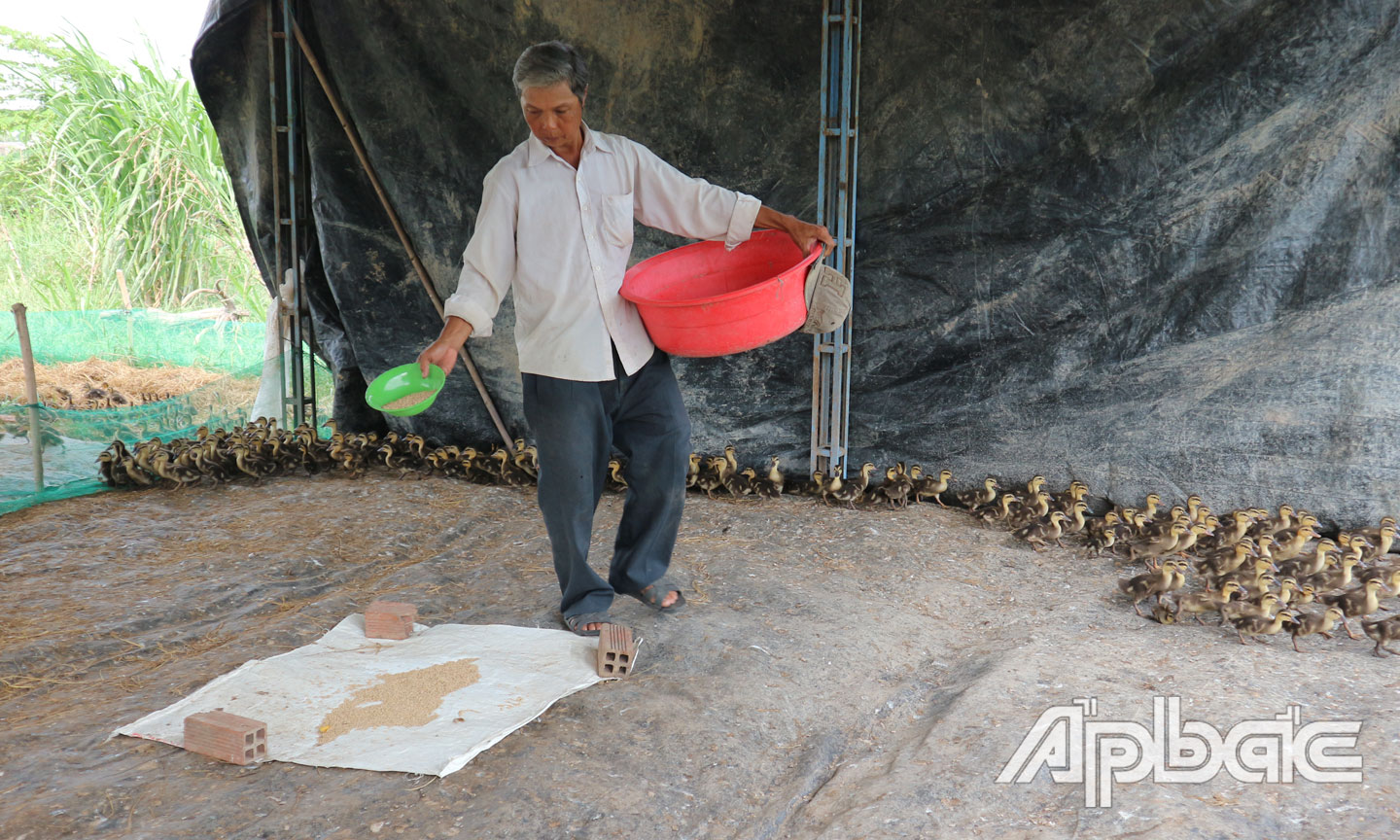 Ông Lê Văn Thảnh bên đàn vịt trời của gia đình.