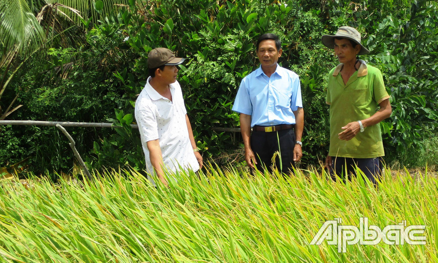 Các cựu quân nhân CLB Cựu quân nhân ấp 5 tham quan, học hỏi mô hình sản xuất lúa của ông Nguyễn Văn Nàng, một thành viên của CLB.