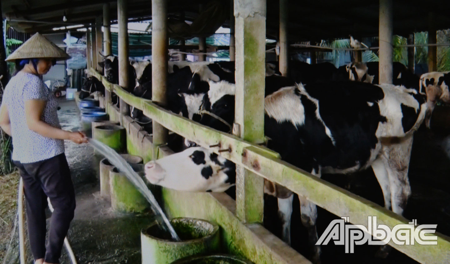  Xã Hòa Tịnh đang phát triển mô hình chăn nuôi bò sữa cho hiệu quả kinh tế cao, góp phần giảm nghèo.