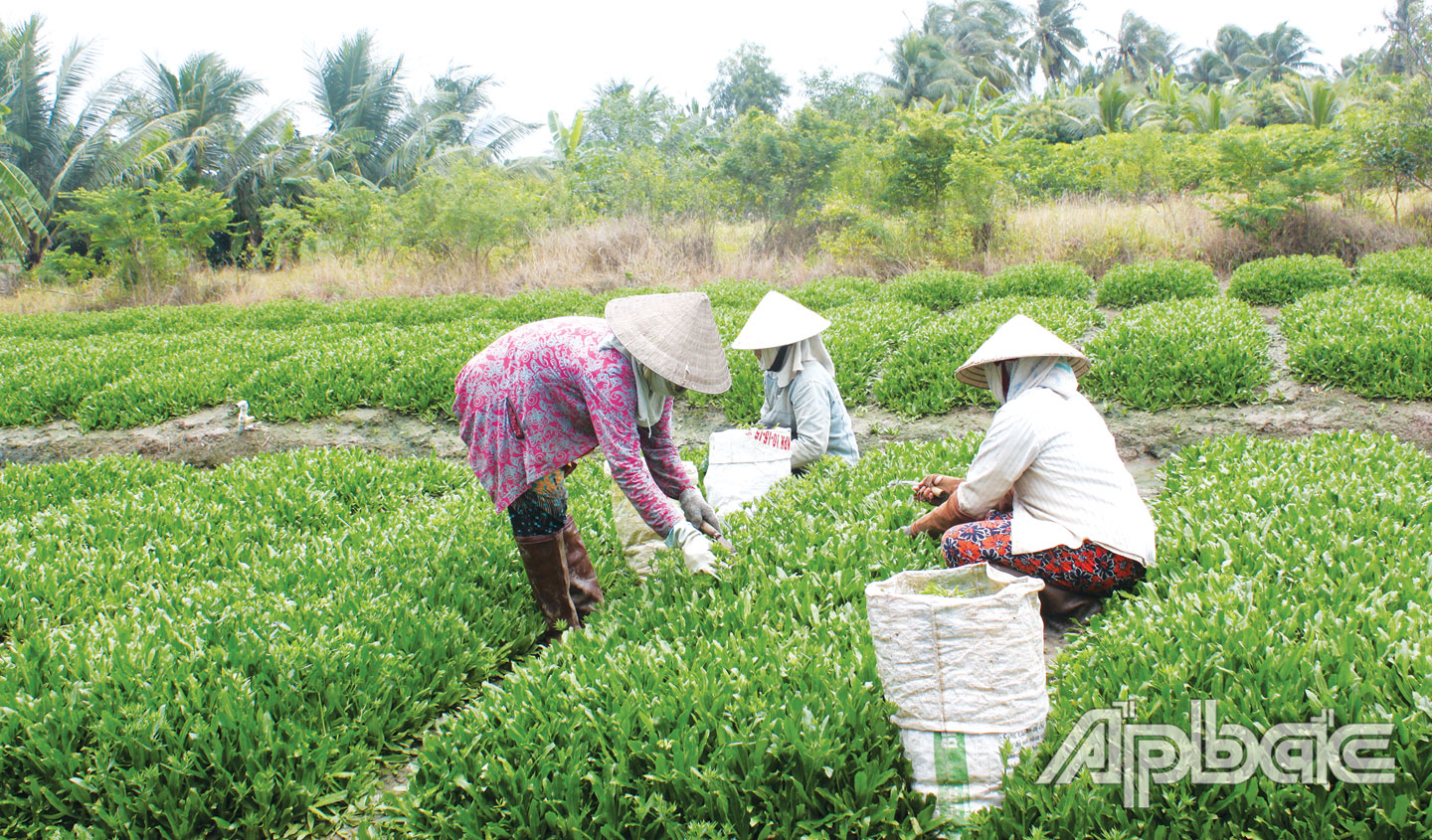 Mô hình trồng rau ở xã Phước Thạnh góp phần phát triển kinh tế gia đình, giúp nhiều hộ thoát nghèo.                         Ảnh: PHƯƠNG MAI