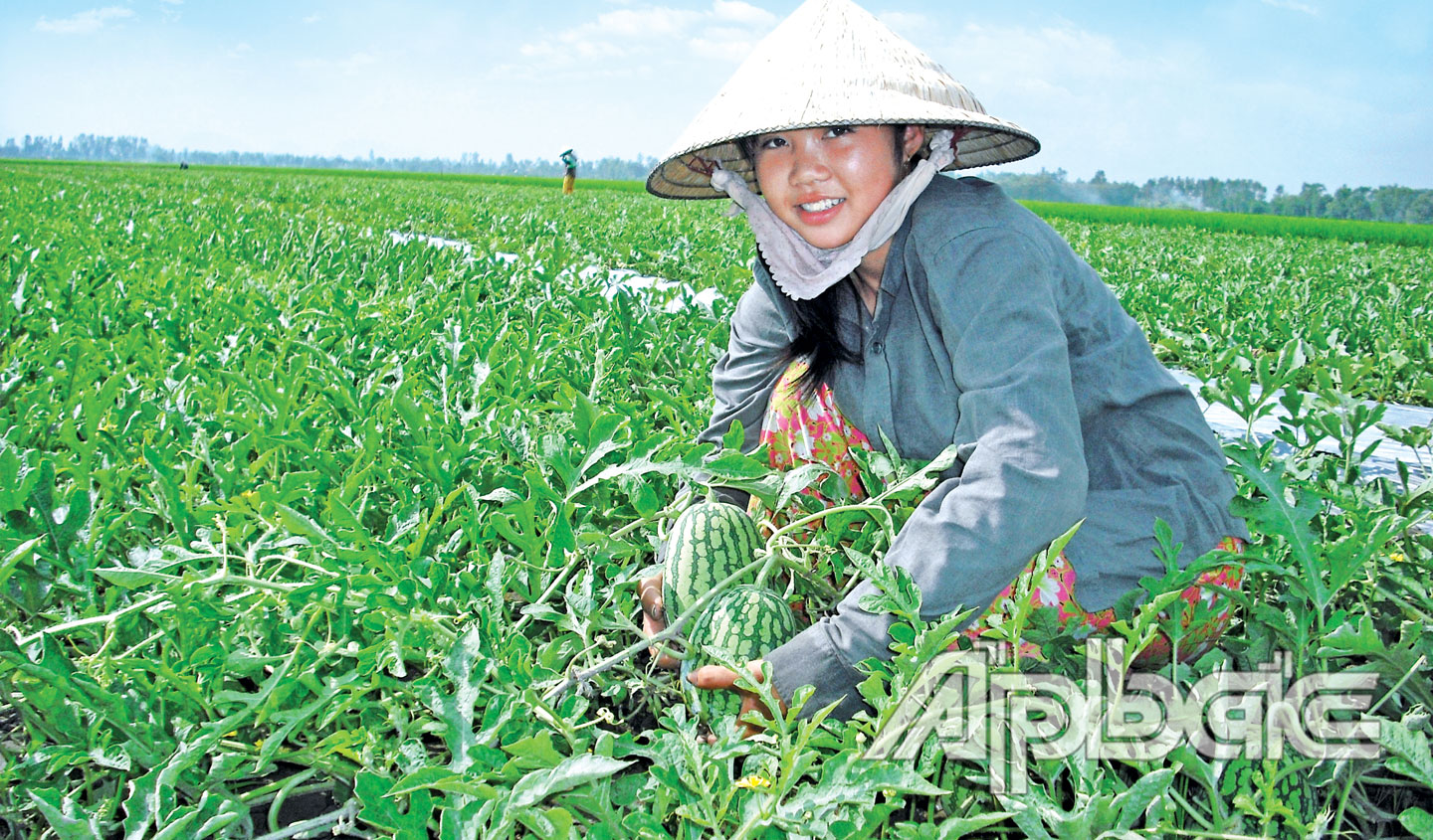 Thực hiện tốt việc luân canh cây màu dưới chân ruộng nhiều hộ dân ở huyện Gò Công Tây đã nâng cao thu nhập. Ảnh: HỮU CHÍ