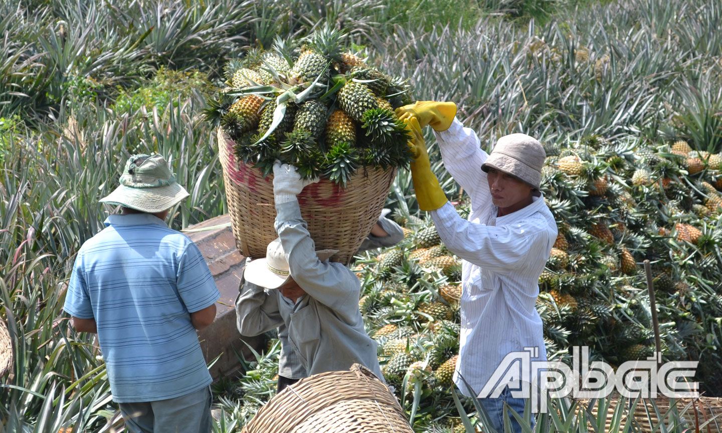 Việc tiêu thụ trái cây thực hiện qua nhiều trung gian nên khi đến người tiêu dùng có giá cao.
