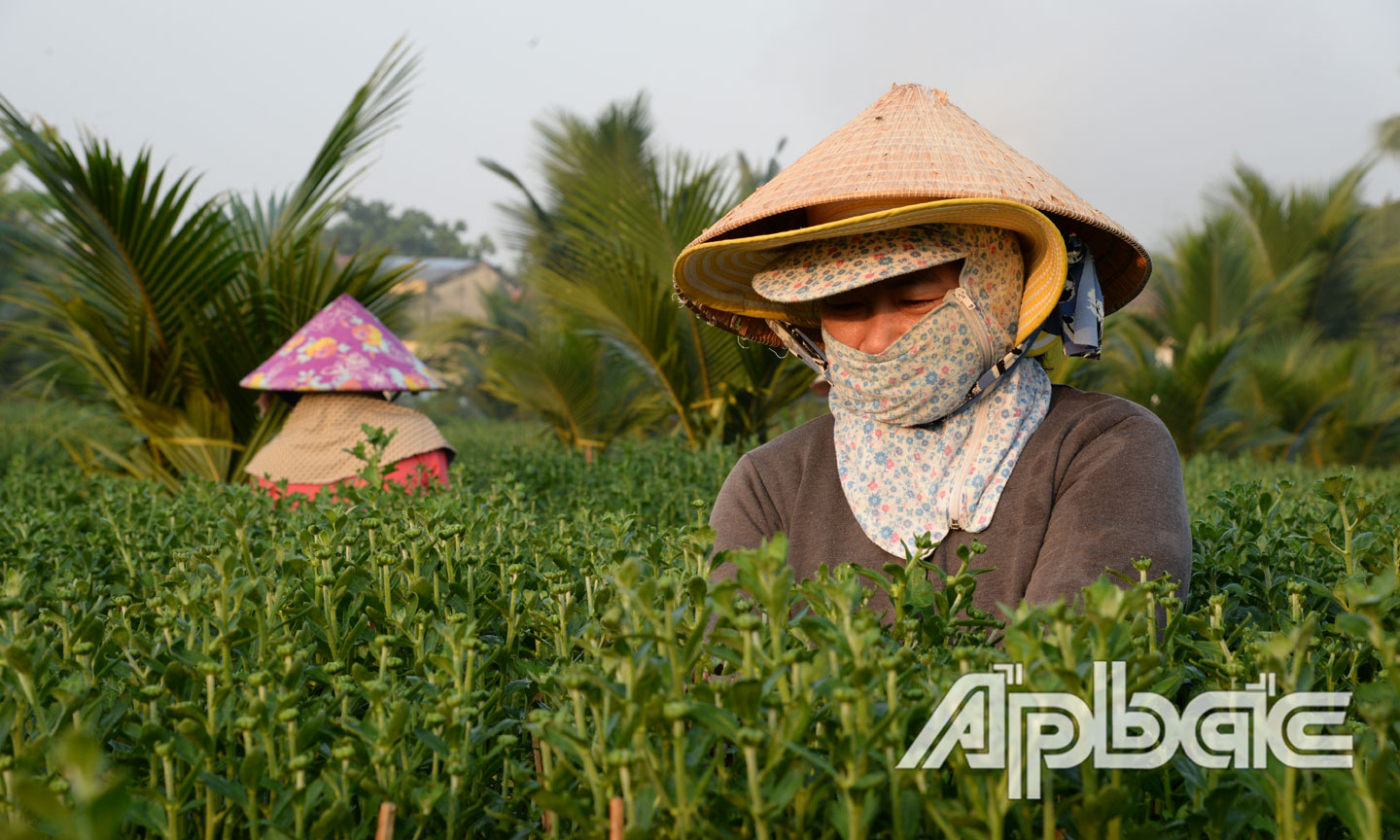 Tờ mờ sáng, người lao động đã  tranh thủ ra vườn để chăm sóc hoa.