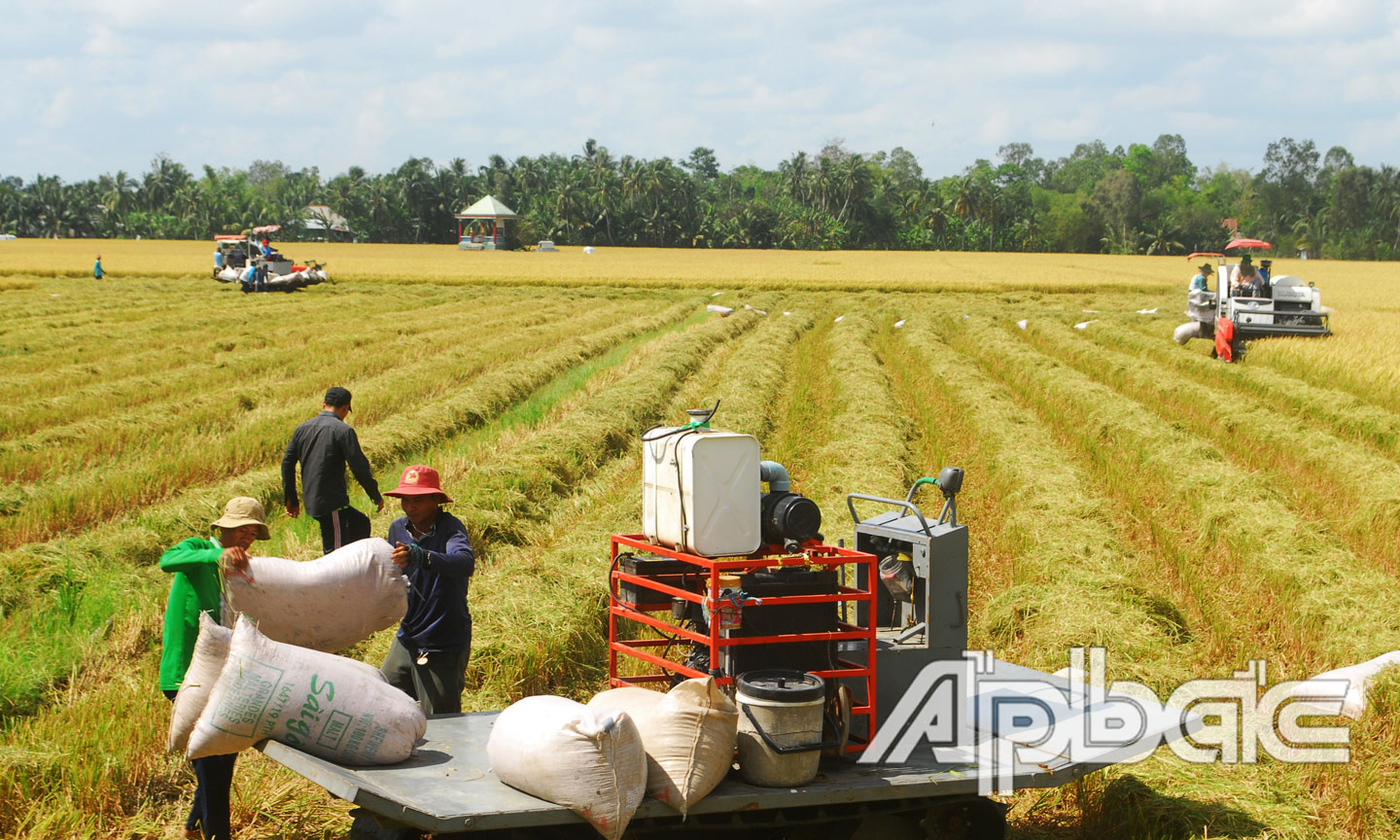 Người dân vận chuyển lúa ra bờ kinh để chờ thương lái đến mua. Ảnh: NGUYỄN SỰ