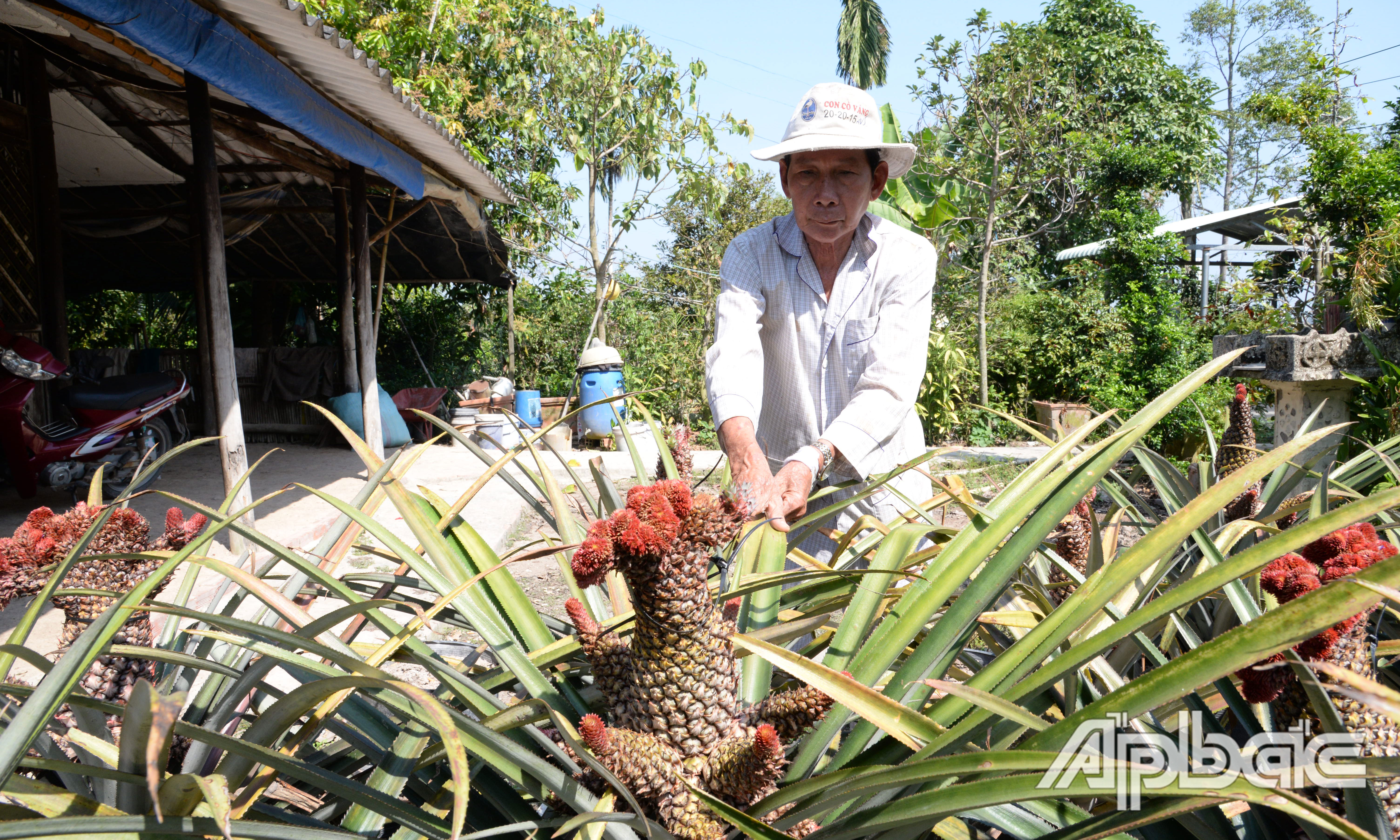 Ông Hà Văn Bảy đang tích cực chăm sóc khóm phụng để giao cho thương lái.