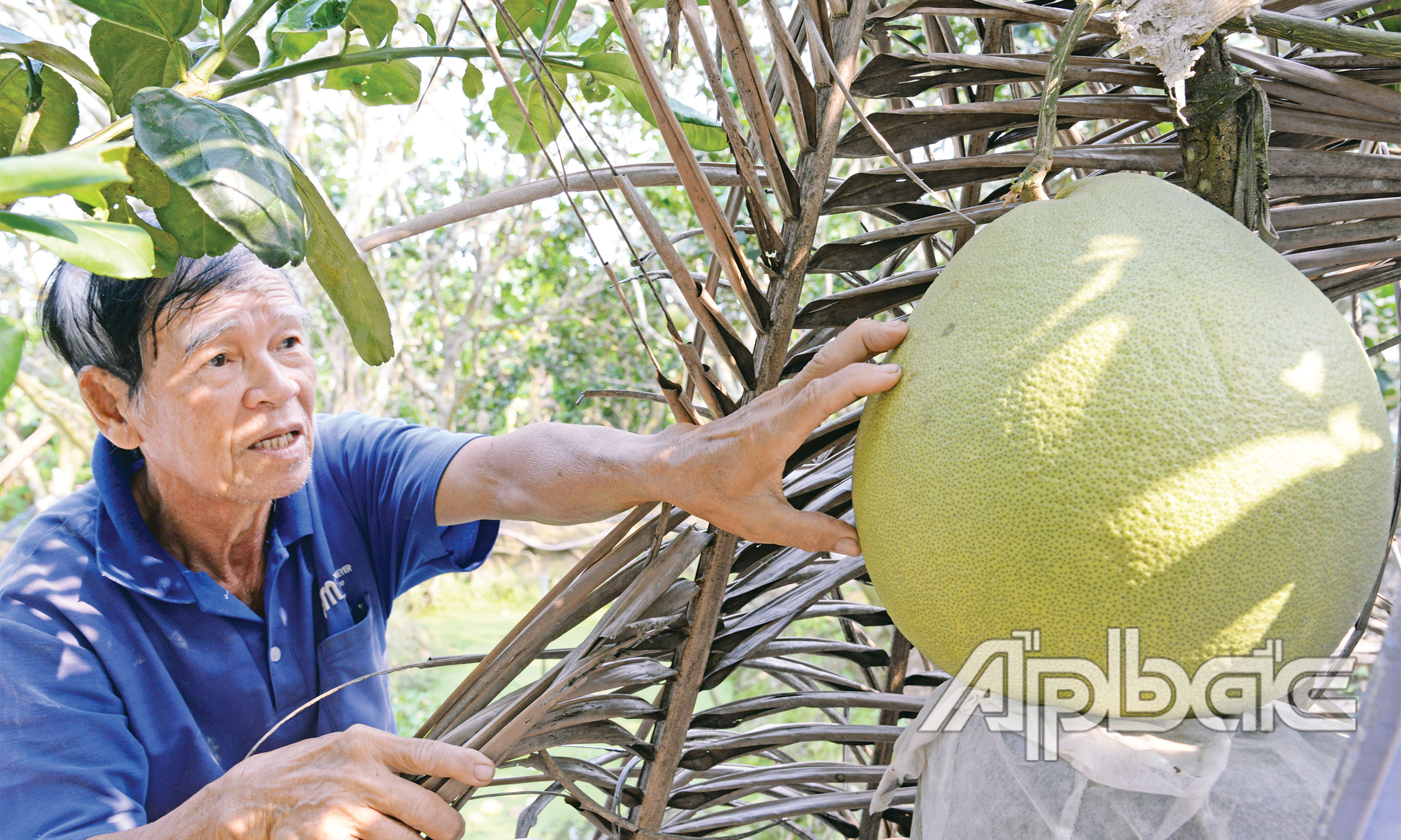 Trái bưởi thúng của ông Võ Văn Nhì bán được 700 ngàn đồng.