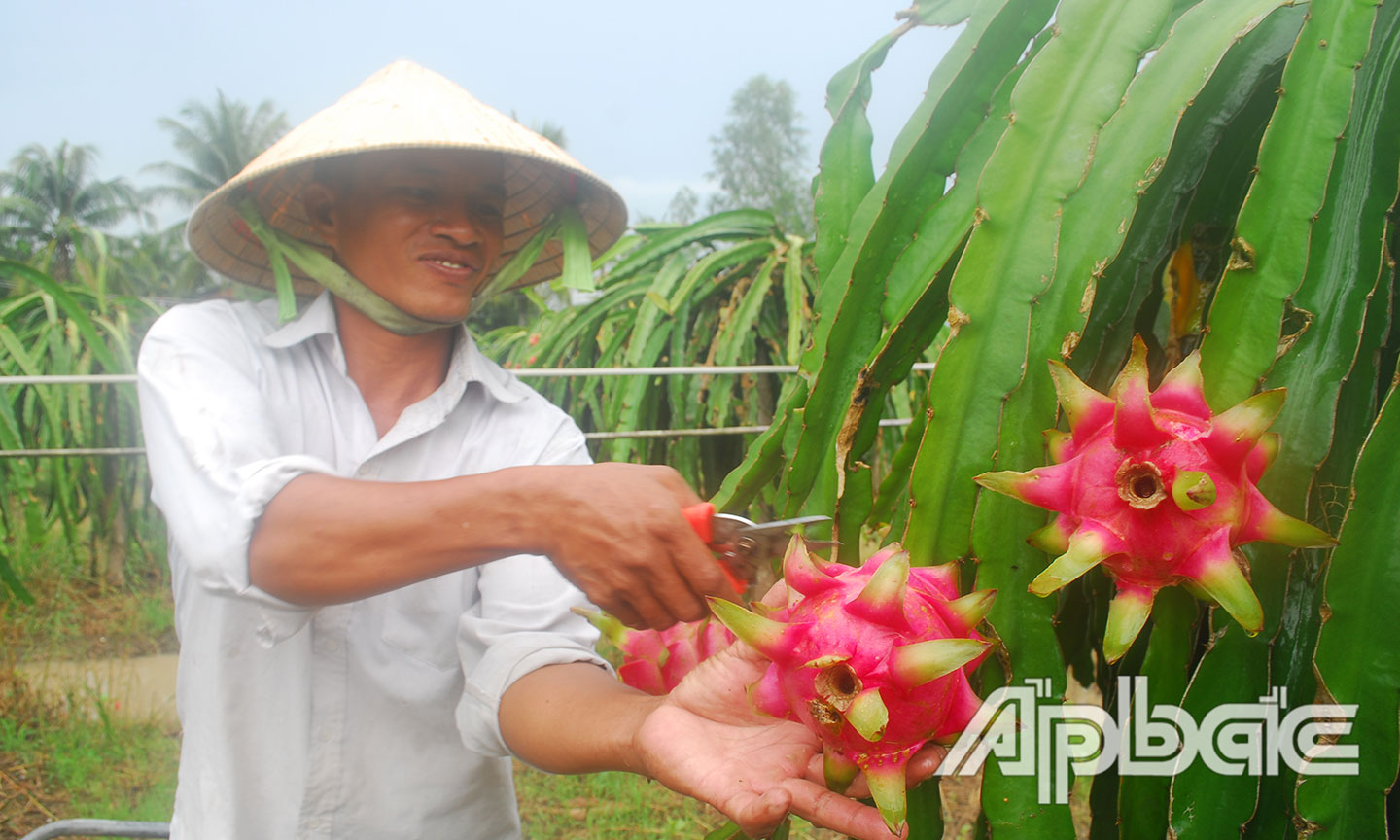 Nhiều nông dân chọn cách cắt bỏ trái thanh long để giữ cây.