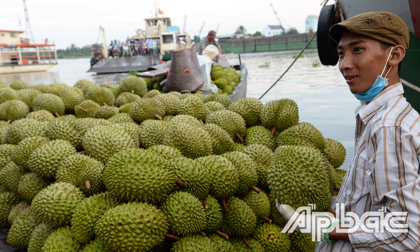 Các ngành chức năng đang nỗ lực tìm đầu ra cho trái cây.