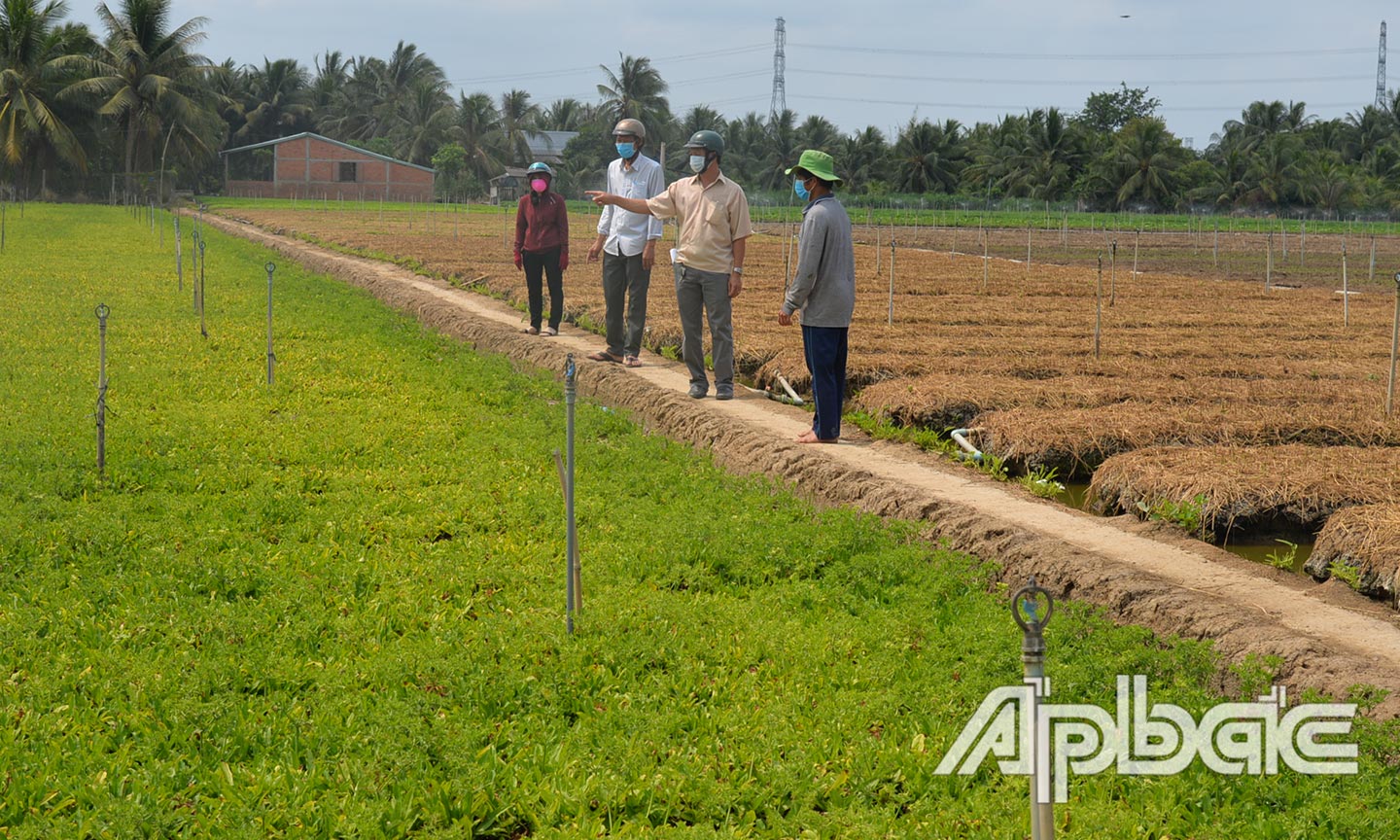 Các ngành, các cấp và người dân tìm các giải pháp cấp nước ngọt, giữ ẩm cho cây để giảm thiệt hại cho rau màu.
