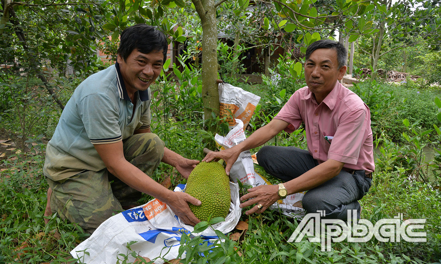 Nhân dân xã Long Hưng nâng cao thu nhập nhờ chuyển đổi cây trồng hiệu quả.